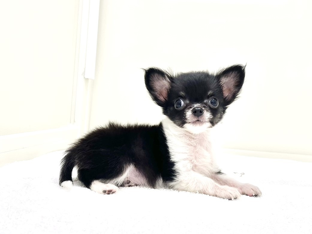 東京都のチワワ(ロング) (かねだい本町田店/2025年8月15日生まれ/男の子/ブラックタンホワイト)の子犬の2枚目の画像