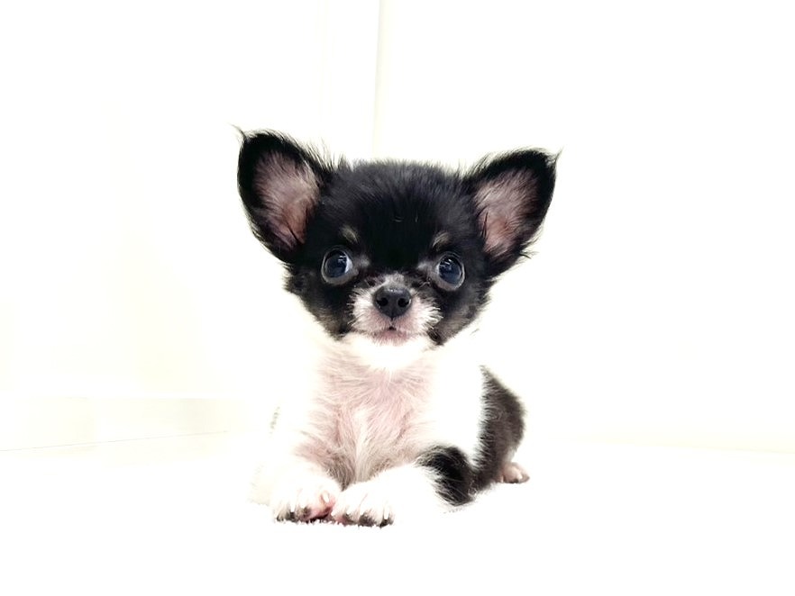 東京都のチワワ(ロング) (かねだい本町田店/2025年8月15日生まれ/男の子/ブラックタンホワイト)の子犬の3枚目の画像