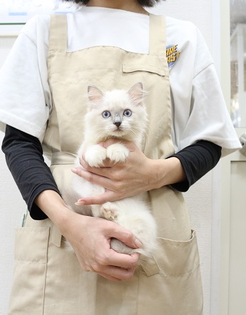 2025年8月20日生まれのラグドールの1枚目の写真