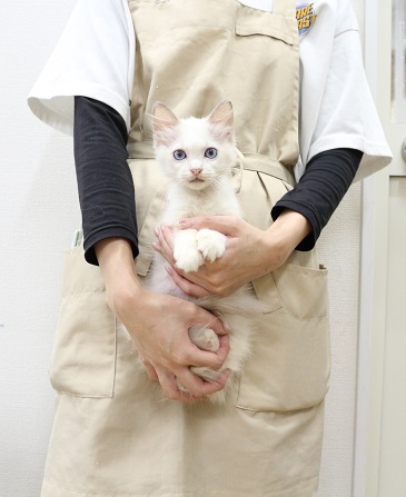 神奈川県のラグドール (かねだい伊勢原店/2025年8月20日生まれ/男の子/ブルーポイントバイカラー)の子猫