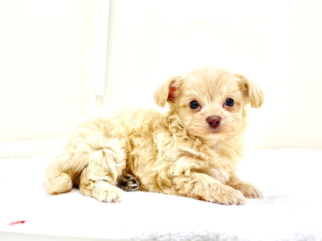 東京都のチワプー/プーチー(チワワ×プードル) (かねだい本町田店/2025年8月31日生まれ/女の子/アプリコットホワイト)の子犬の1枚目の画像