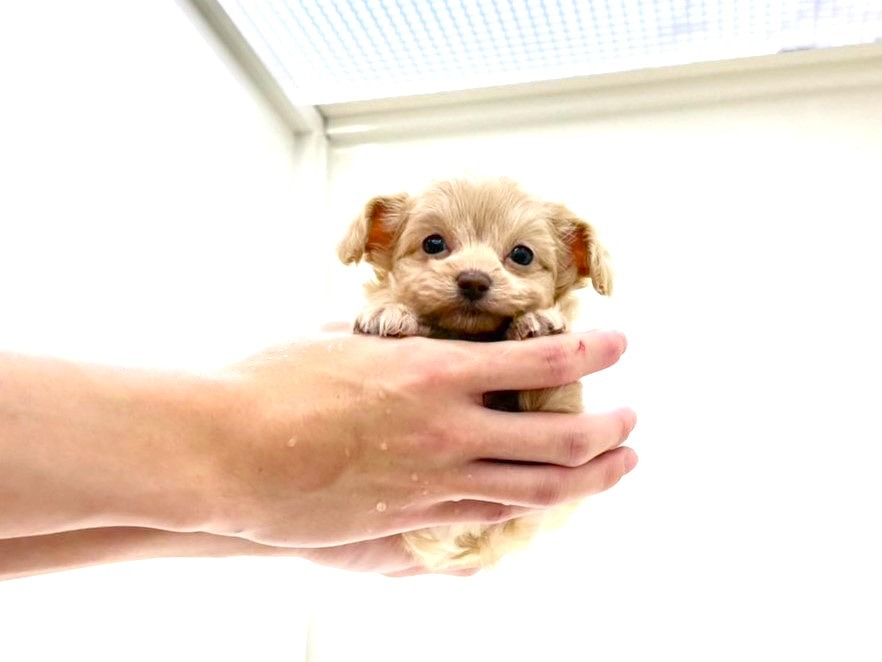 東京都のチワプー/プーチー(チワワ×プードル) (かねだい本町田店/2025年8月31日生まれ/女の子/アプリコットホワイト)の子犬の2枚目の画像