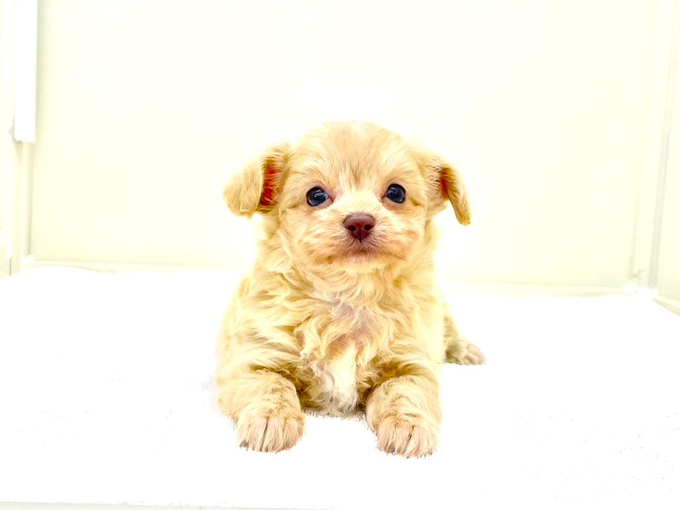 東京都のチワプー/プーチー(チワワ×プードル) (かねだい本町田店/2025年8月31日生まれ/女の子/アプリコットホワイト)の子犬の3枚目の画像