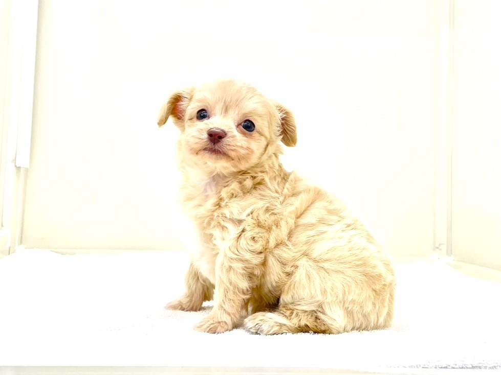 東京都のチワプー/プーチー(チワワ×プードル) (かねだい本町田店/2025年8月31日生まれ/女の子/アプリコットホワイト)の子犬の4枚目の画像