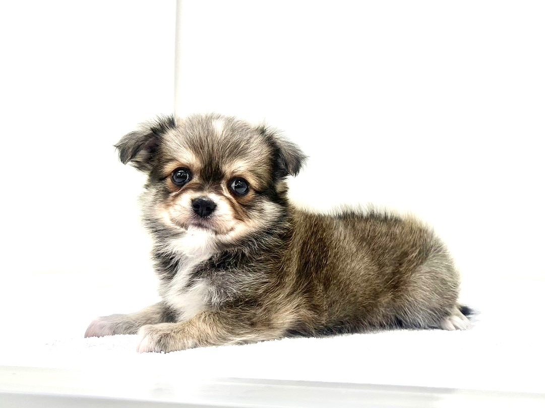 2025年8月31日生まれのMIX犬 チワワ×マルチワの1枚目の写真