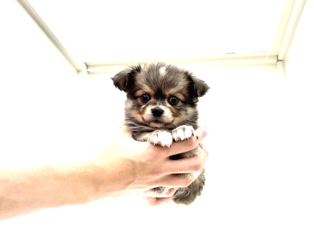 2025年8月31日生まれのMIX犬 チワワ×マルチワの2枚目の写真