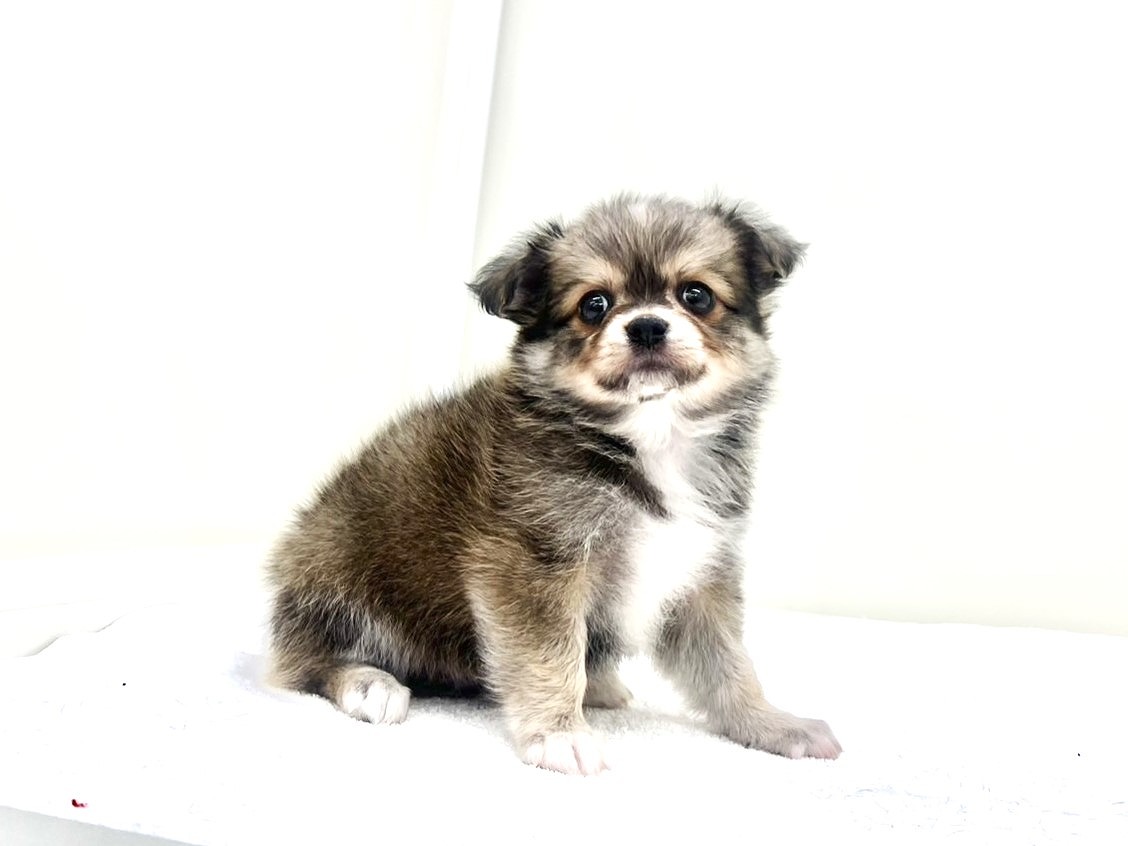 2025年8月31日生まれのMIX犬 チワワ×マルチワの3枚目の写真