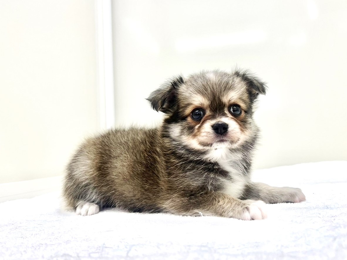 2025年8月31日生まれのMIX犬 チワワ×マルチワの5枚目の写真