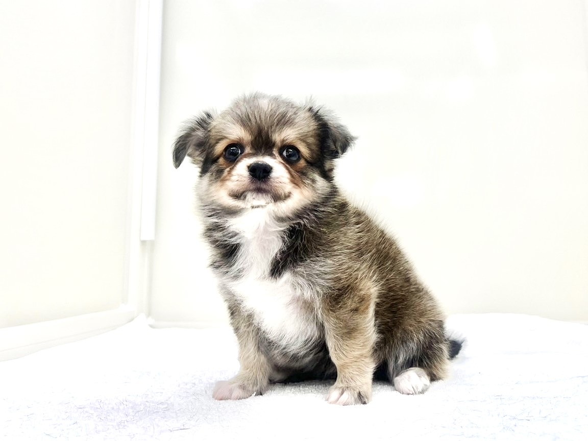 2025年8月31日生まれのMIX犬 チワワ×マルチワの6枚目の写真