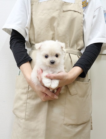 神奈川県のチワマル/マルチワ(チワワ×マルチーズ) (かねだい伊勢原店/2025年8月28日生まれ/男の子/ホワイト)の子犬