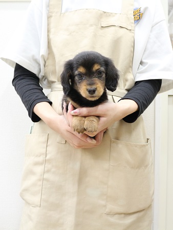 2025年8月30日生まれのカニンヘンダックスフンド(ロング)の1枚目の写真