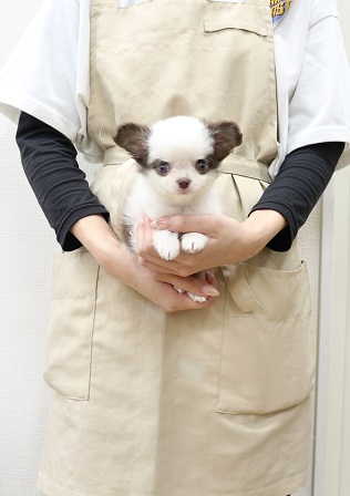 神奈川県のチワワ(ロング) (かねだい伊勢原店/2025年8月30日生まれ/男の子/ホワイトブラウン)の子犬