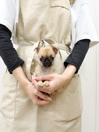 神奈川県のチワパグ/パグチー(チワワ×パグ) (かねだい伊勢原店/2025年8月31日生まれ/女の子/フォーン)の子犬