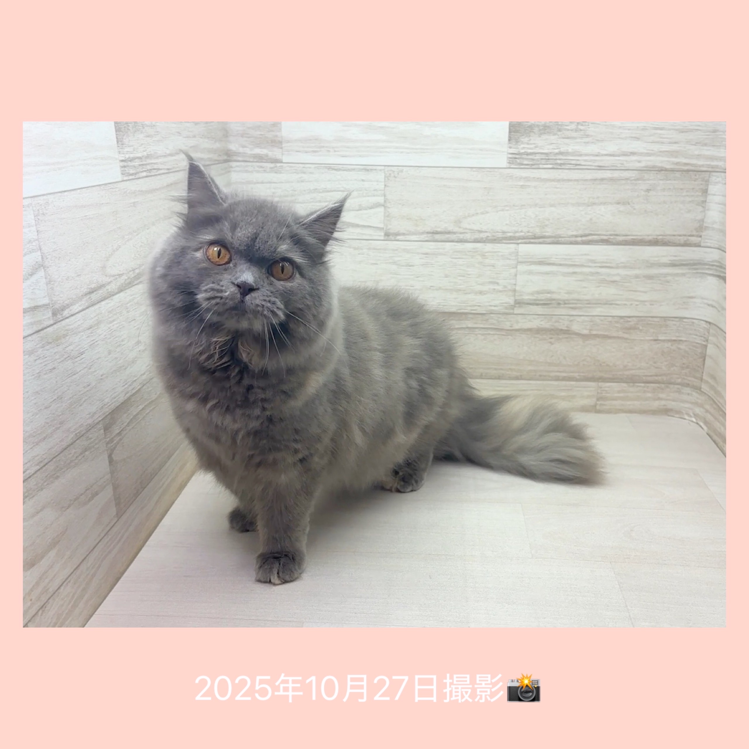 埼玉県のマンチカン (かねだい桶川店/2025年3月13日生まれ/女の子/ブルークリーム)の子猫の3枚目の画像