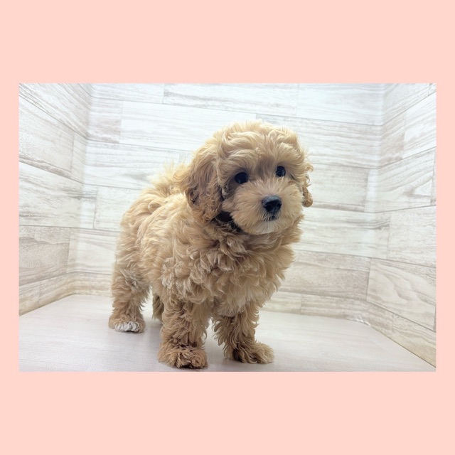 埼玉県のマルプー(マルチーズ×プードル) (かねだい桶川店/2025年7月29日生まれ/男の子/その他色)の子犬の4枚目の画像