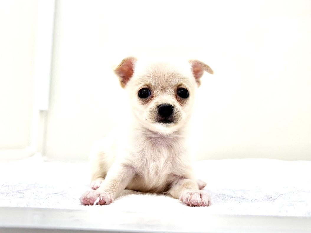 東京都のポメチワ/チワポメ/ポメチー(ポメラニアン×チワワ) (かねだい本町田店/2025年8月31日生まれ/女の子/クリームホワイト)の子犬の1枚目の画像