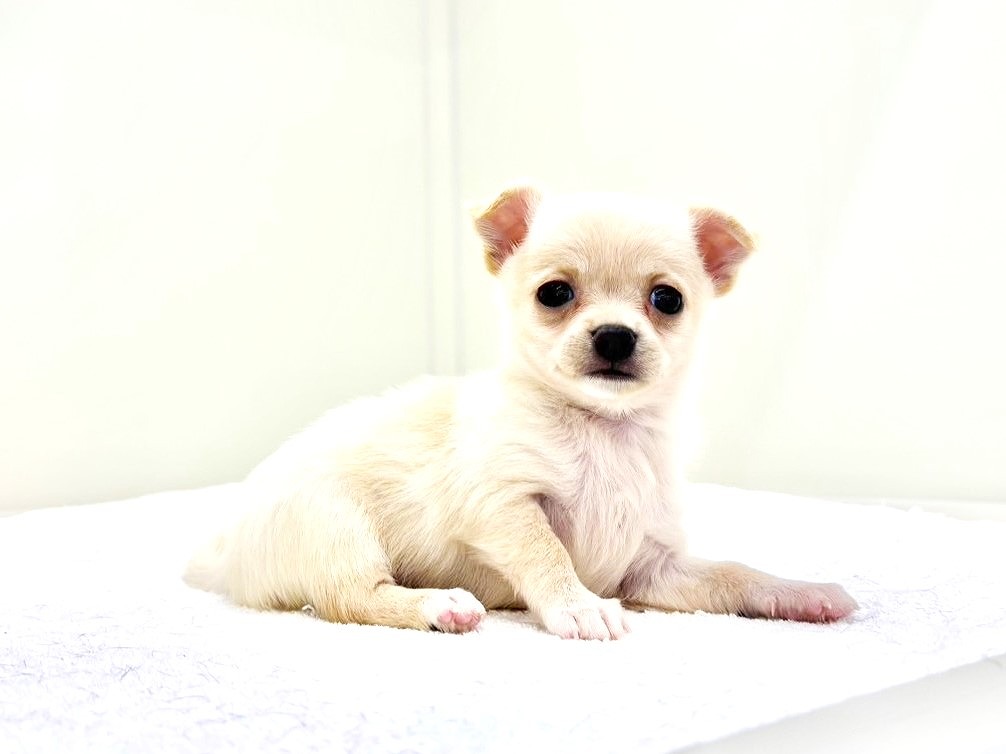 東京都のポメチワ/チワポメ/ポメチー(ポメラニアン×チワワ) (かねだい本町田店/2025年8月31日生まれ/女の子/クリームホワイト)の子犬の3枚目の画像