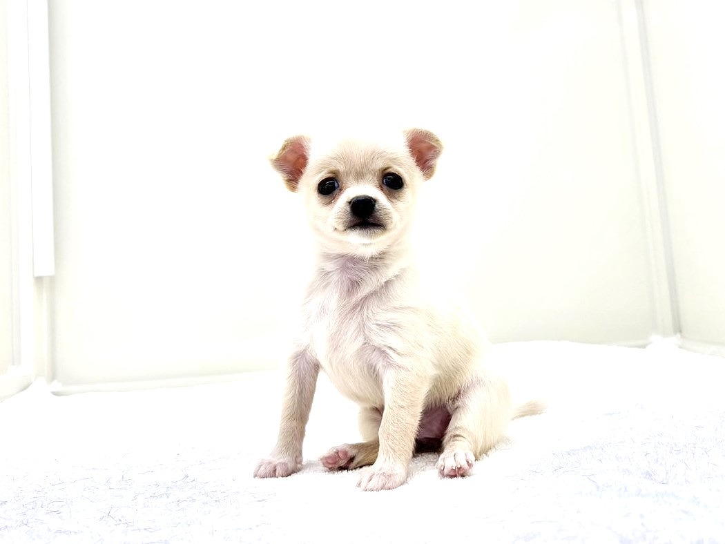 東京都のポメチワ/チワポメ/ポメチー(ポメラニアン×チワワ) (かねだい本町田店/2025年8月31日生まれ/女の子/クリームホワイト)の子犬の4枚目の画像