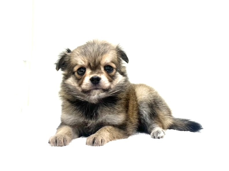 2025年8月31日生まれのMIX犬 チワワ×マルチワの1枚目の写真