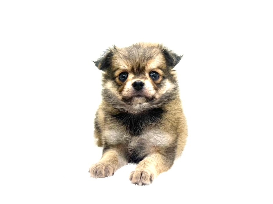 2025年8月31日生まれのMIX犬 チワワ×マルチワの2枚目の写真