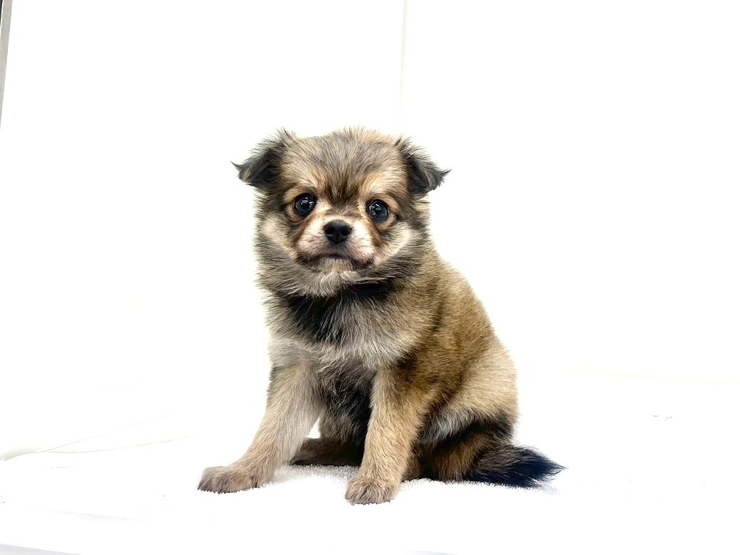 2025年8月31日生まれのMIX犬 チワワ×マルチワの3枚目の写真