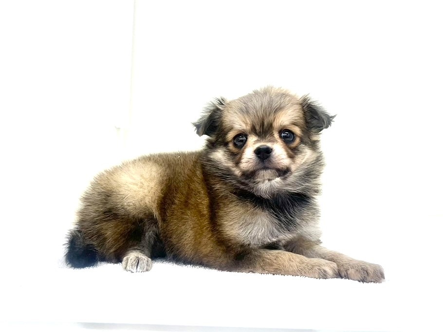 2025年8月31日生まれのMIX犬 チワワ×マルチワの4枚目の写真