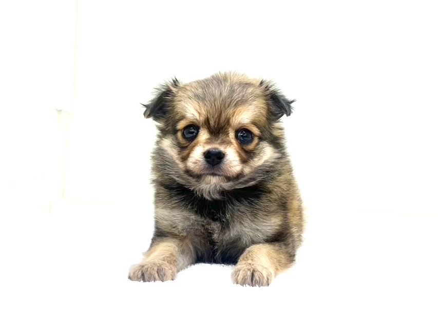 2025年8月31日生まれのMIX犬 チワワ×マルチワの5枚目の写真