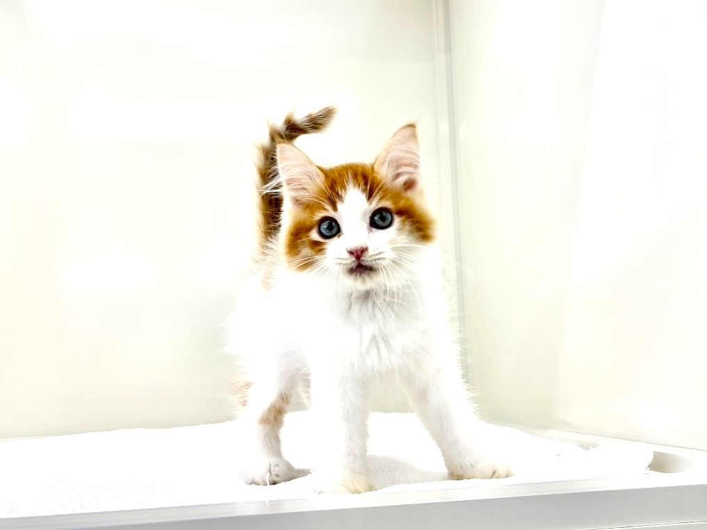 東京都のハーフ猫・ミックス猫 (かねだい本町田店/2025年8月30日生まれ/男の子/レッドホワイト)の子猫の1枚目の画像
