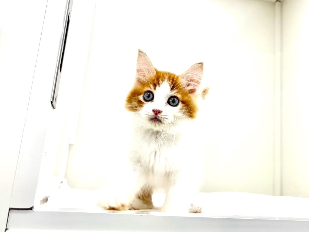 東京都のハーフ猫・ミックス猫 (かねだい本町田店/2025年8月30日生まれ/男の子/レッドホワイト)の子猫の2枚目の画像