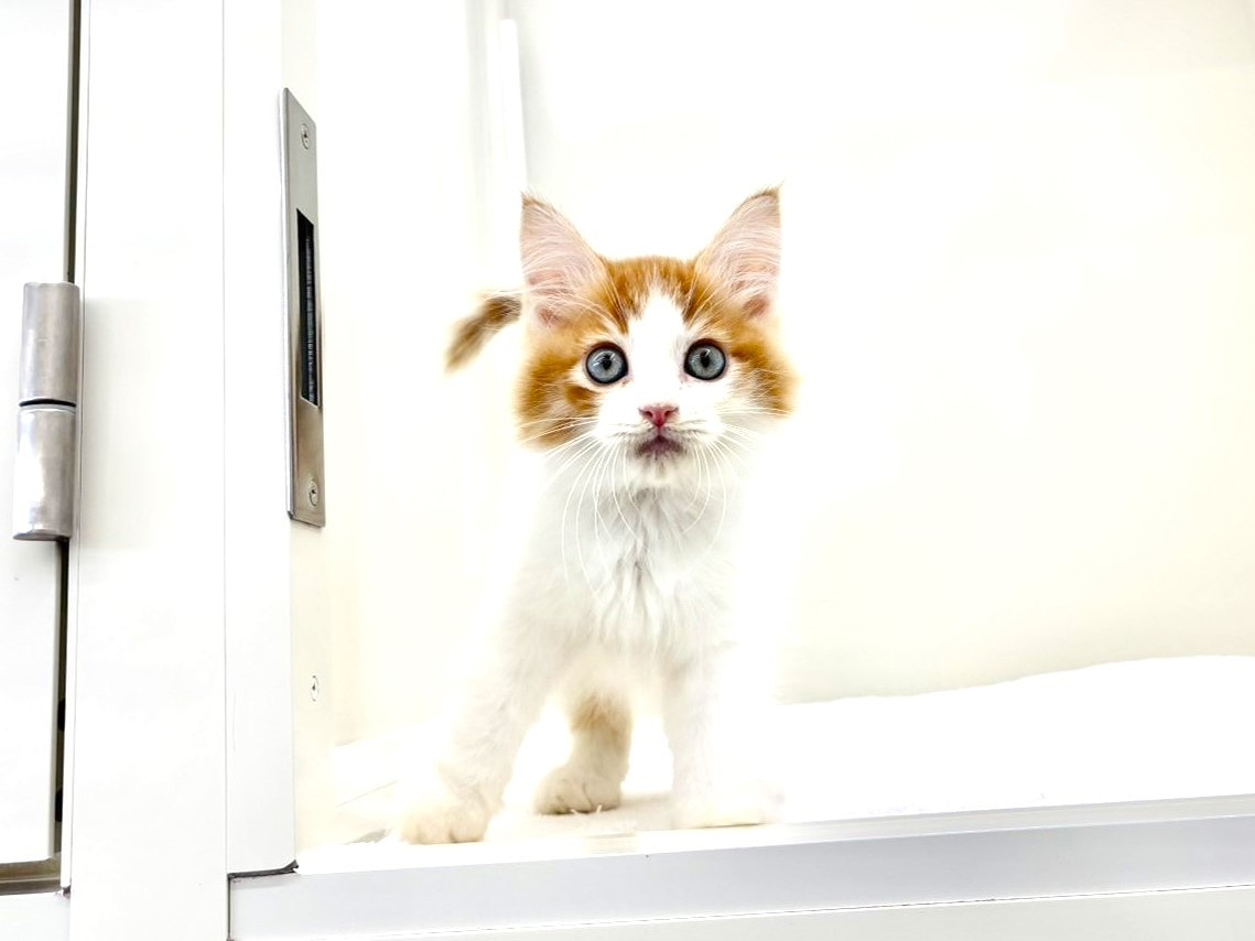 東京都のハーフ猫・ミックス猫 (かねだい本町田店/2025年8月30日生まれ/男の子/レッドホワイト)の子猫の3枚目の画像