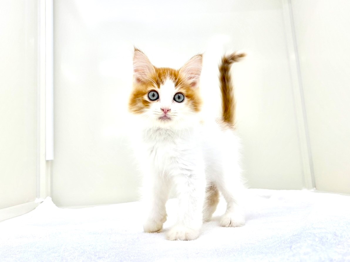 東京都のハーフ猫・ミックス猫 (かねだい本町田店/2025年8月30日生まれ/男の子/レッドホワイト)の子猫の4枚目の画像