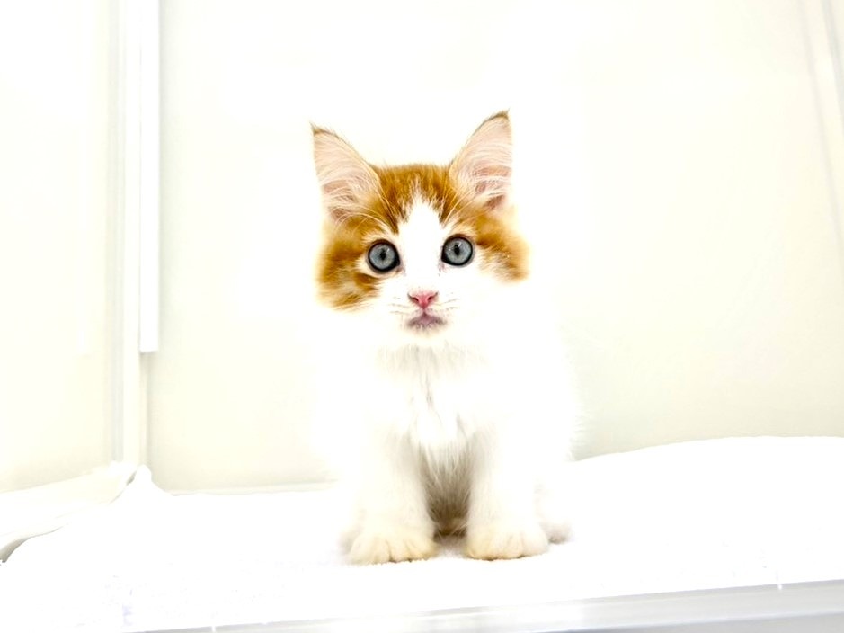 2025年8月30日生まれのハーフ猫・ミックス猫の5枚目の写真