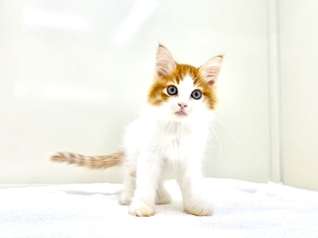 2025年8月30日生まれのハーフ猫・ミックス猫の6枚目の写真