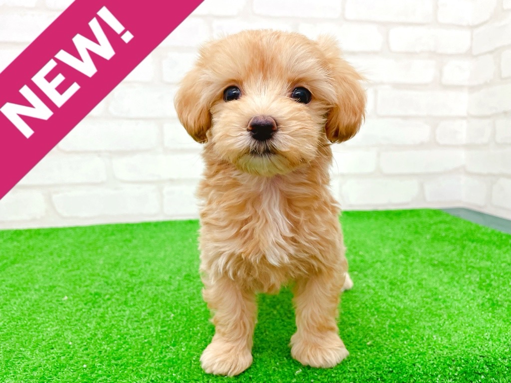 東京都のマルプー(マルチーズ×プードル) (かねだい立川店/2025年8月29日生まれ/女の子/アプリコット)の子犬の1枚目の画像