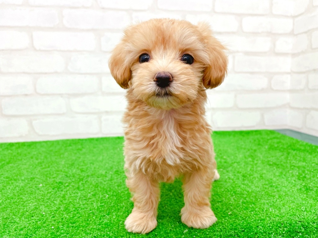 東京都のマルプー(マルチーズ×プードル) (かねだい立川店/2025年8月29日生まれ/女の子/アプリコット)の子犬の2枚目の画像