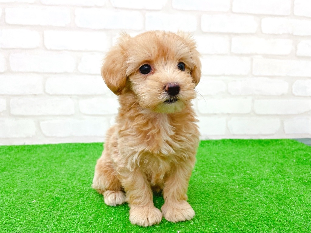 東京都のマルプー(マルチーズ×プードル) (かねだい立川店/2025年8月29日生まれ/女の子/アプリコット)の子犬の3枚目の画像