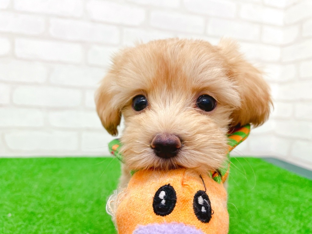 2025年8月29日生まれのマルプー(マルチーズ×プードル)の5枚目の写真