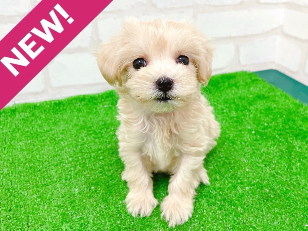 東京都のマルプー(マルチーズ×プードル) (かねだい立川店/2025年8月31日生まれ/女の子/アプリコット)の子犬の1枚目の画像