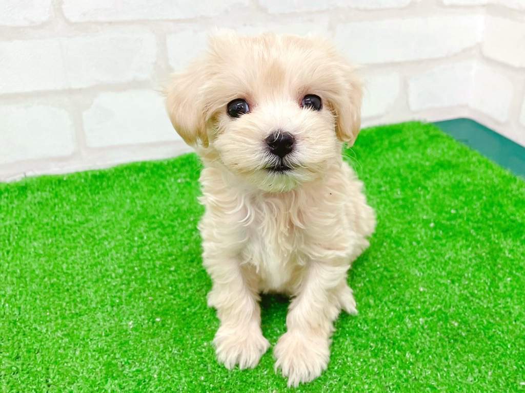 東京都のマルプー(マルチーズ×プードル) (かねだい立川店/2025年8月31日生まれ/女の子/アプリコット)の子犬の2枚目の画像