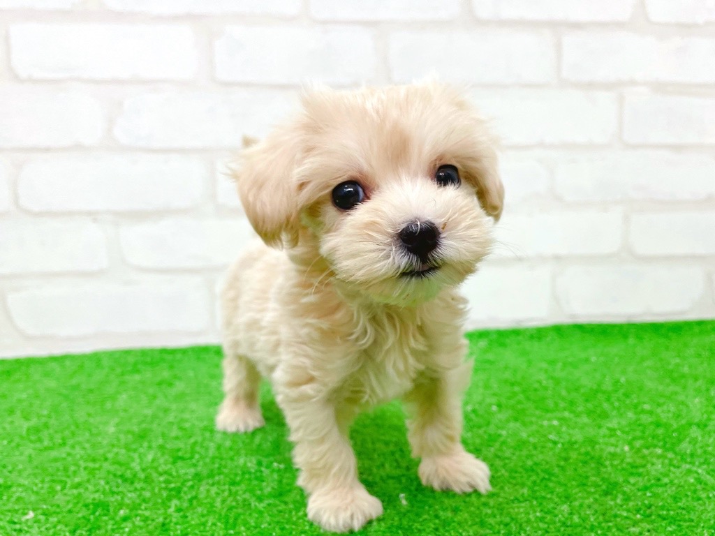 東京都のマルプー(マルチーズ×プードル) (かねだい立川店/2025年8月31日生まれ/女の子/アプリコット)の子犬の3枚目の画像