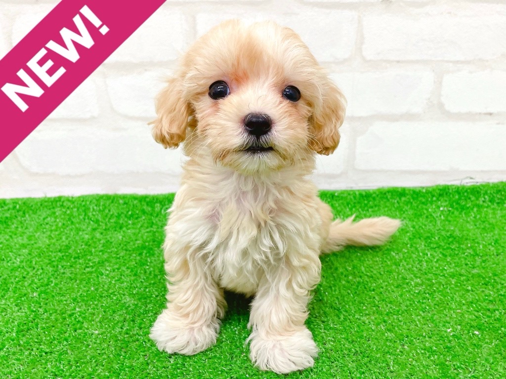 東京都のマルプー(マルチーズ×プードル) (かねだい立川店/2025年8月30日生まれ/男の子/アプリコット)の子犬の1枚目の画像
