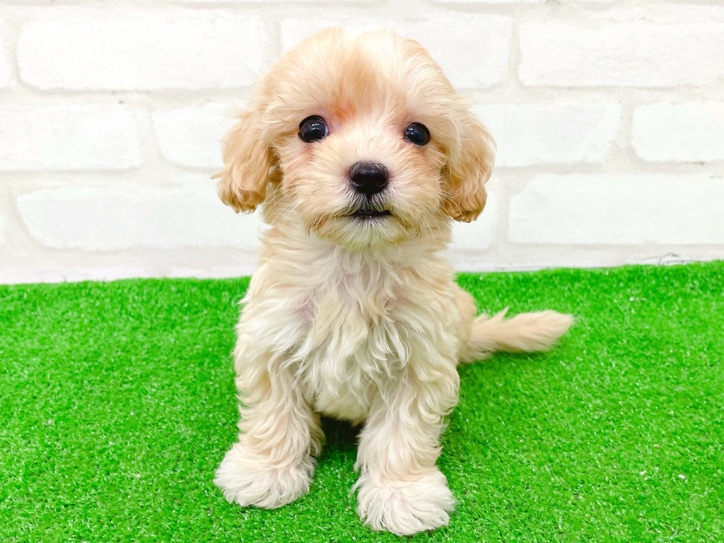 東京都のマルプー(マルチーズ×プードル) (かねだい立川店/2025年8月30日生まれ/男の子/アプリコット)の子犬の2枚目の画像