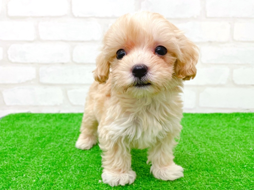 東京都のマルプー(マルチーズ×プードル) (かねだい立川店/2025年8月30日生まれ/男の子/アプリコット)の子犬の3枚目の画像