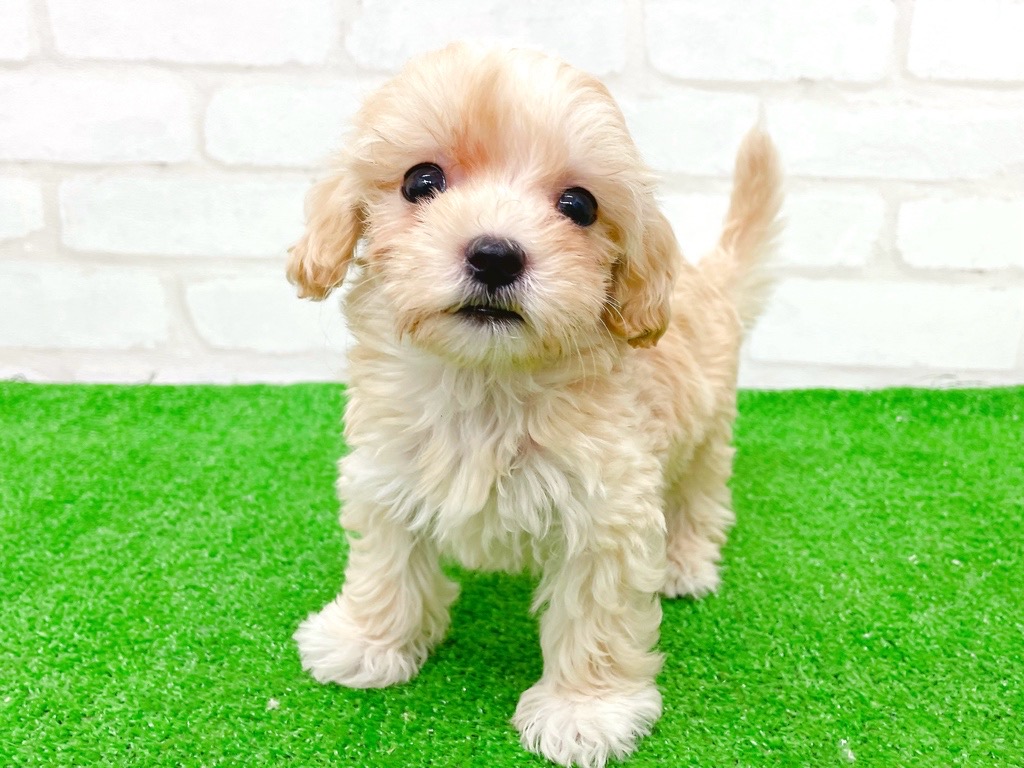 東京都のマルプー(マルチーズ×プードル) (かねだい立川店/2025年8月30日生まれ/男の子/アプリコット)の子犬の4枚目の画像