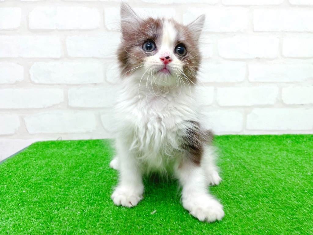 東京都のマンチカン (かねだい立川店/2025年8月26日生まれ/男の子/シルバータビーホワイト)の子猫の2枚目の画像