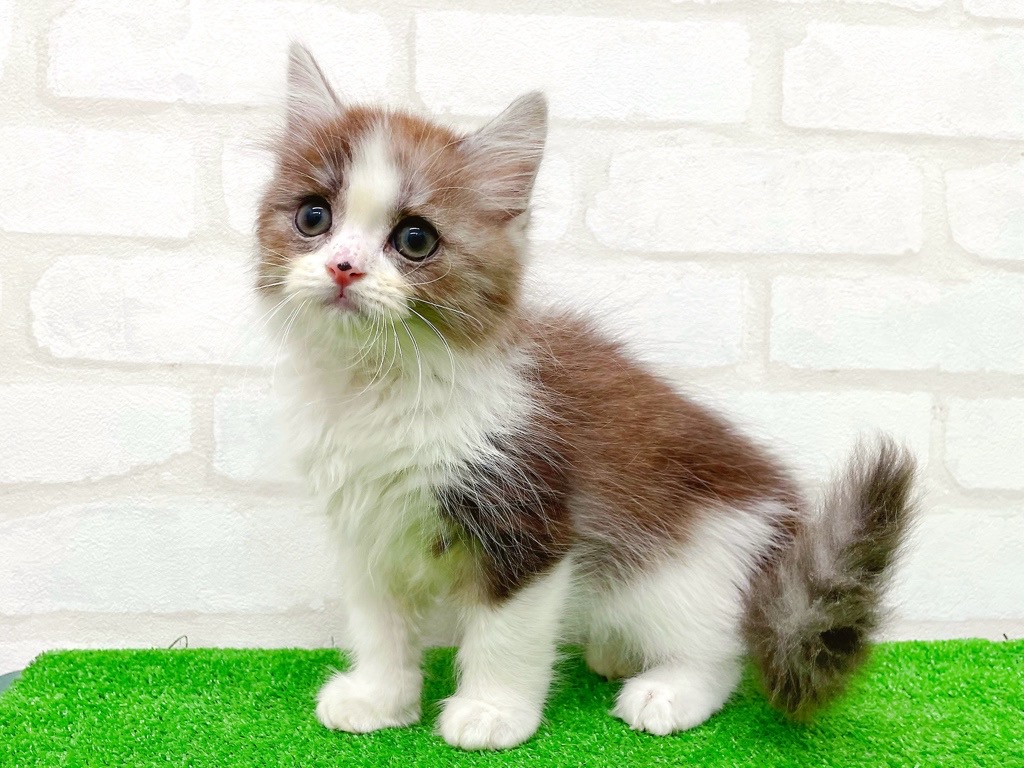 東京都のマンチカン (かねだい立川店/2025年8月26日生まれ/男の子/シルバータビーホワイト)の子猫の3枚目の画像