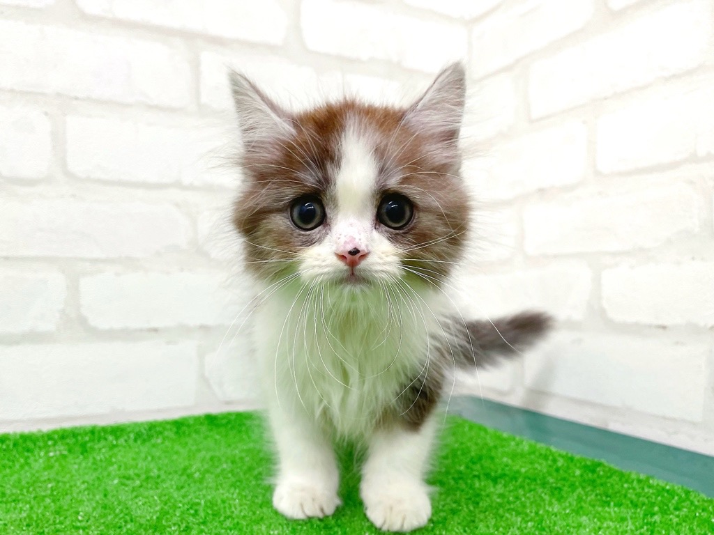 東京都のマンチカン (かねだい立川店/2025年8月26日生まれ/男の子/シルバータビーホワイト)の子猫の4枚目の画像