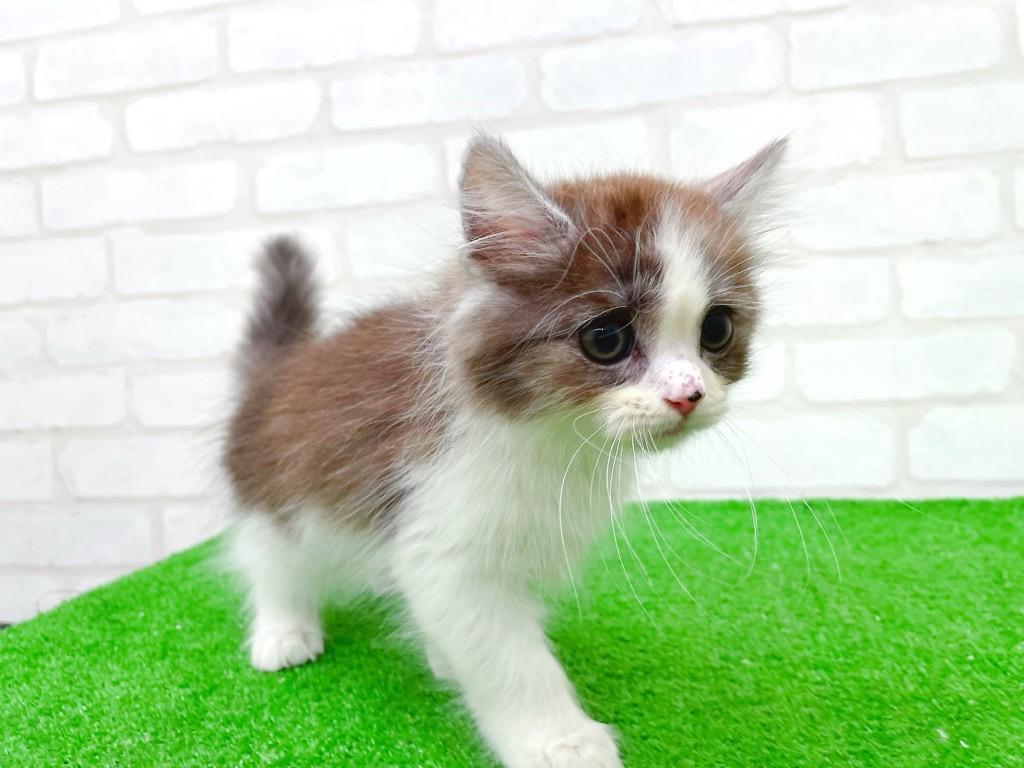 2025年8月26日生まれのマンチカンの5枚目の写真