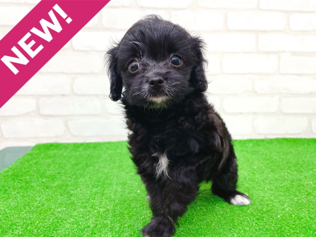 東京都のチワプー/プーチー(チワワ×プードル) (かねだい立川店/2025年8月31日生まれ/女の子/ブラックホワイト)の子犬の1枚目の画像