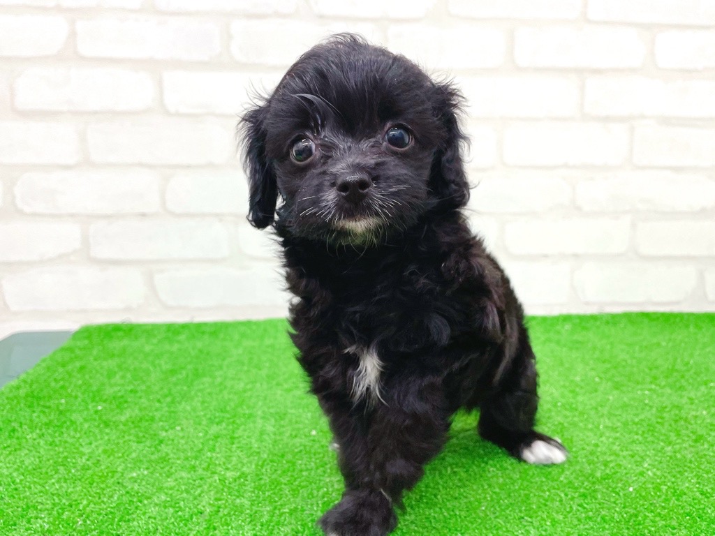 東京都のチワプー/プーチー(チワワ×プードル) (かねだい立川店/2025年8月31日生まれ/女の子/ブラックホワイト)の子犬の2枚目の画像